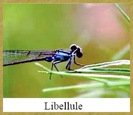 Libellule